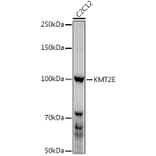 Western Blot - Anti-MLL5 Antibody (A15085) - Antibodies.com