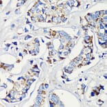 Immunohistochemistry - Anti-MLL5 Antibody (A15085) - Antibodies.com