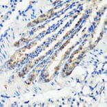 Immunohistochemistry - Anti-MLL5 Antibody (A15085) - Antibodies.com