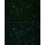 Immunofluorescence - Anti-MLL5 Antibody (A15085) - Antibodies.com