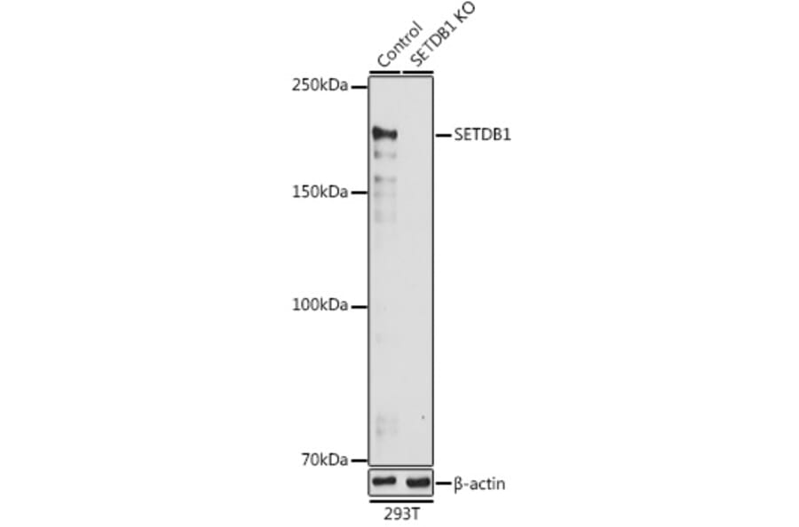 Western Blot - Anti-KMT1E/SETDB1 Antibody (A15086) - Antibodies.com