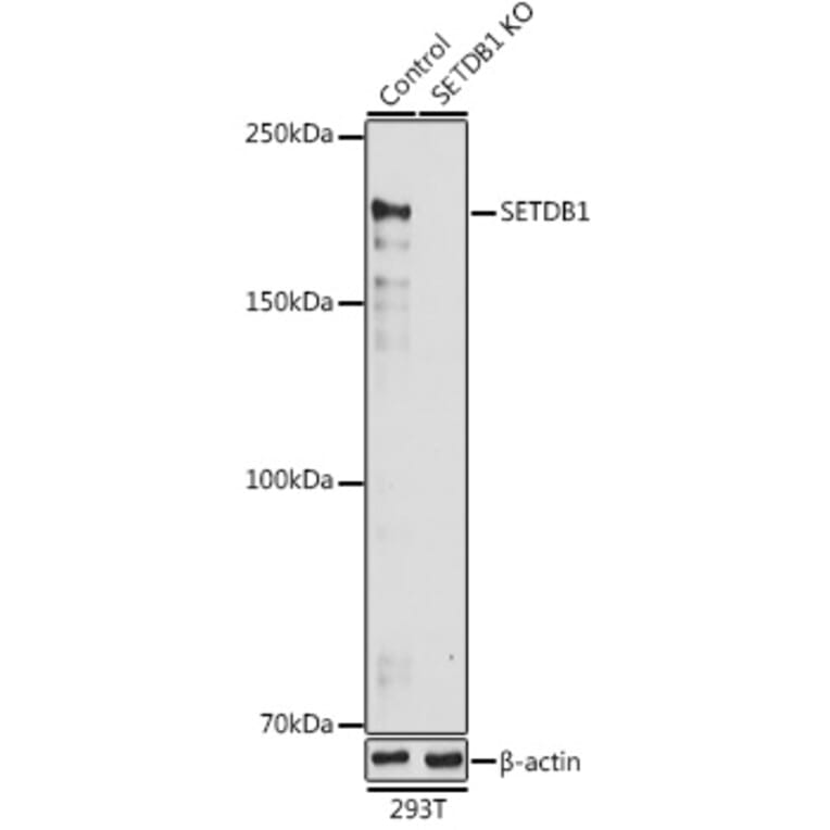 Western Blot - Anti-KMT1E/SETDB1 Antibody (A15086) - Antibodies.com
