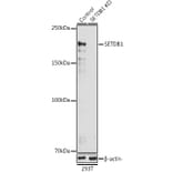 Western Blot - Anti-KMT1E/SETDB1 Antibody (A15086) - Antibodies.com