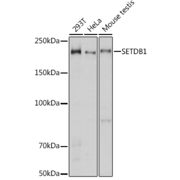 Western Blot - Anti-KMT1E/SETDB1 Antibody (A15086) - Antibodies.com