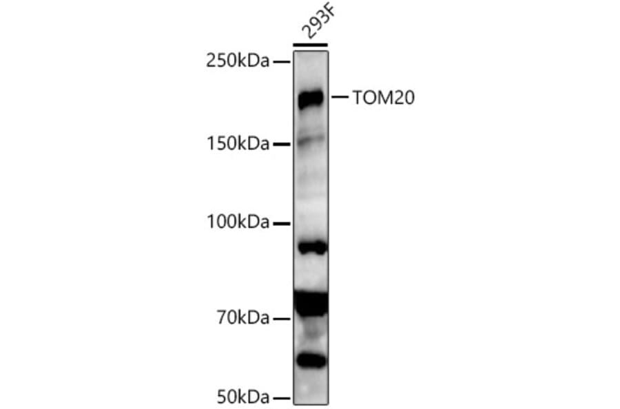 Western Blot - Anti-KMT1E/SETDB1 Antibody (A15086) - Antibodies.com