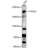 Western Blot - Anti-KMT1E/SETDB1 Antibody (A15086) - Antibodies.com