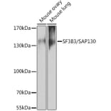 Western Blot - Anti-SF3B3 Antibody (A15087) - Antibodies.com