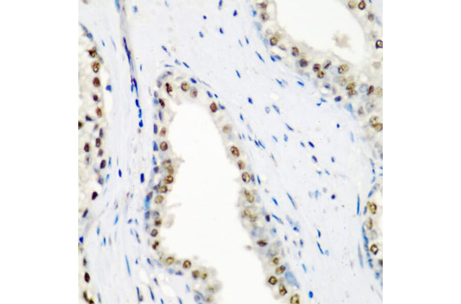 Immunohistochemistry - Anti-SF3B3 Antibody (A15087) - Antibodies.com