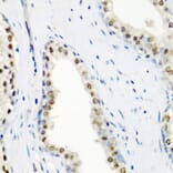 Immunohistochemistry - Anti-SF3B3 Antibody (A15087) - Antibodies.com