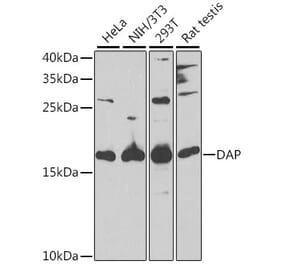 Western Blot - Anti-DAP1 Antibody (A15090) - Antibodies.com