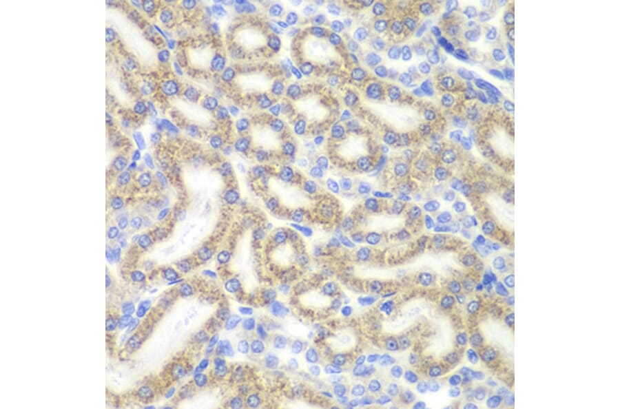 Immunohistochemistry - Anti-DAP1 Antibody (A15090) - Antibodies.com