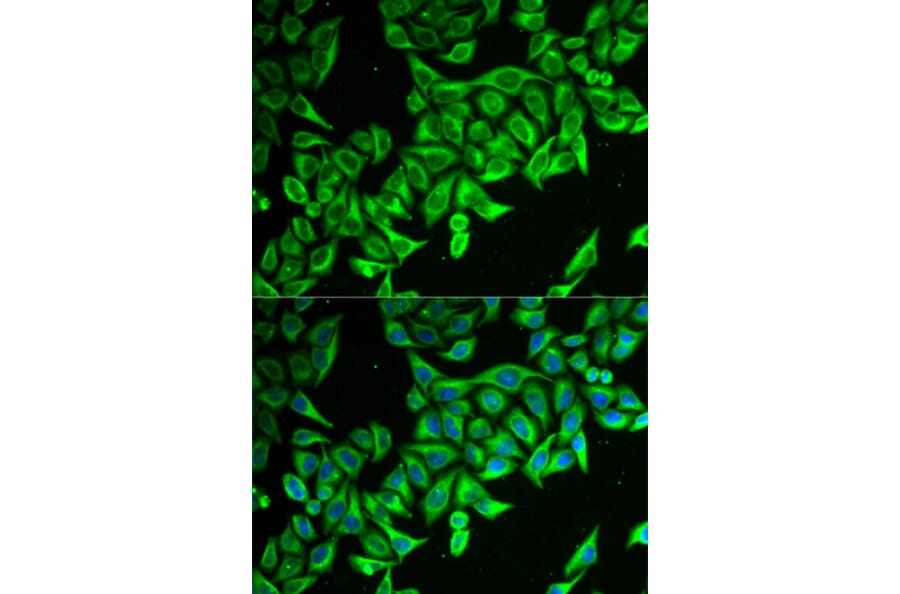 Immunofluorescence - Anti-DAP1 Antibody (A15090) - Antibodies.com