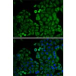 Immunofluorescence - Anti-E2F6 Antibody (A6151) - Antibodies.com