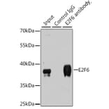 Immunoprecipitation - Anti-E2F6 Antibody (A6151) - Antibodies.com