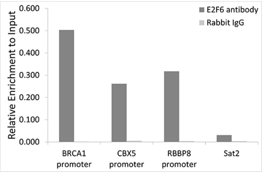 Chromatin Immunoprecipitation - Anti-E2F6 Antibody (A6151) - Antibodies.com