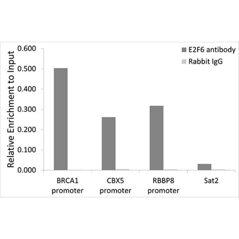 Chromatin Immunoprecipitation - Anti-E2F6 Antibody (A6151) - Antibodies.com