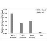 Chromatin Immunoprecipitation - Anti-E2F6 Antibody (A6151) - Antibodies.com