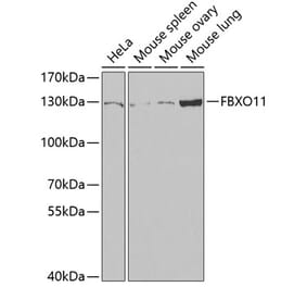 Western Blot - Anti-FBXO11 Antibody (A15092) - Antibodies.com
