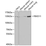 Western Blot - Anti-FBXO11 Antibody (A15092) - Antibodies.com