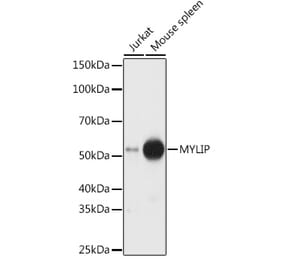 Western Blot - Anti-IDOL Antibody (A15094) - Antibodies.com