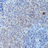 Immunohistochemistry - Anti-G-CSF Antibody (A15095) - Antibodies.com