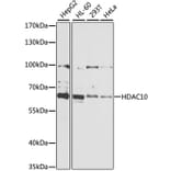 Western Blot - Anti-HDAC10 Antibody (A6184) - Antibodies.com