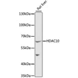 Western Blot - Anti-HDAC10 Antibody (A6184) - Antibodies.com