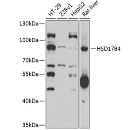 Western Blot - Anti-HSD17B4 Antibody (A15097) - Antibodies.com