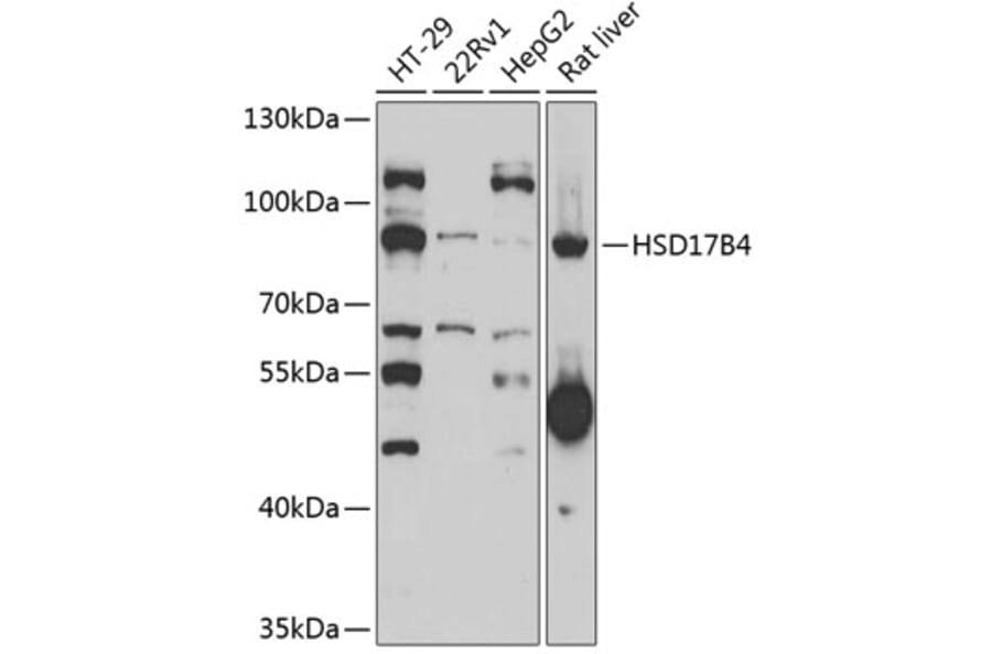 Western Blot - Anti-HSD17B4 Antibody (A15097) - Antibodies.com