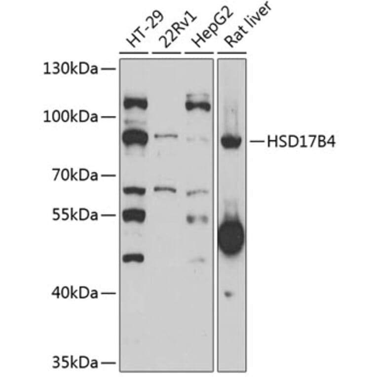 Western Blot - Anti-HSD17B4 Antibody (A15097) - Antibodies.com