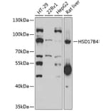 Western Blot - Anti-HSD17B4 Antibody (A15097) - Antibodies.com