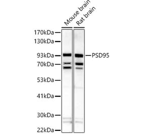 Western Blot - Anti-PSD95 Antibody (A15101) - Antibodies.com