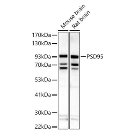Western Blot - Anti-PSD95 Antibody (A15101) - Antibodies.com