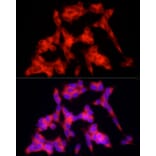 Immunofluorescence - Anti-PSD95 Antibody (A15101) - Antibodies.com