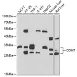 Western Blot - Anti-COMT Antibody (A15102) - Antibodies.com