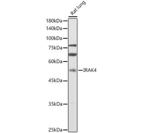 Western Blot - Anti-IRAK4 Antibody (A15105) - Antibodies.com