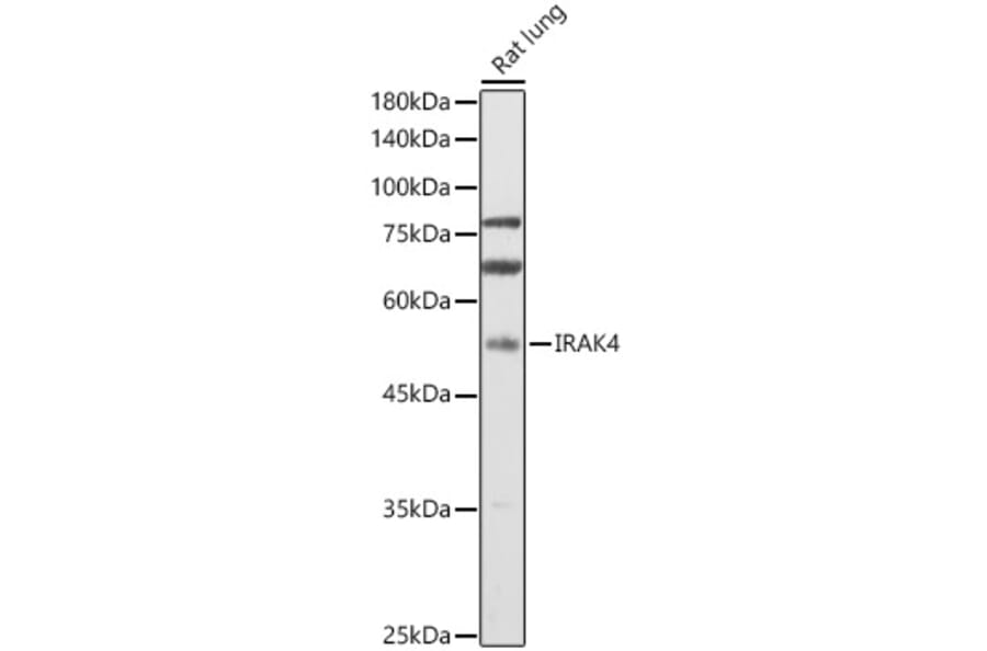Western Blot - Anti-IRAK4 Antibody (A15105) - Antibodies.com