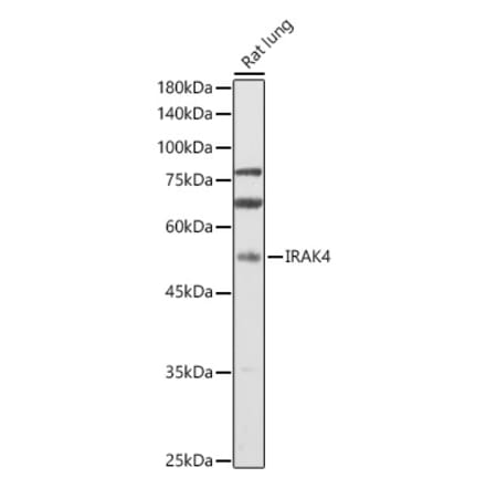Western Blot - Anti-IRAK4 Antibody (A15105) - Antibodies.com