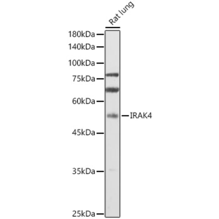 Western Blot - Anti-IRAK4 Antibody (A15105) - Antibodies.com