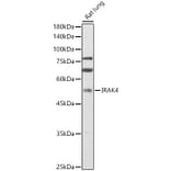 Western Blot - Anti-IRAK4 Antibody (A15105) - Antibodies.com