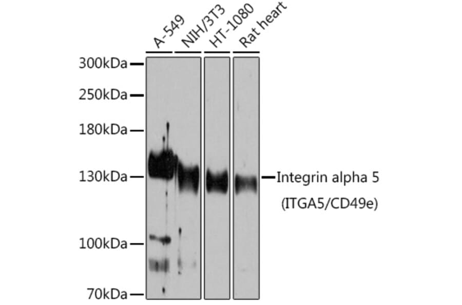Western Blot - Anti-Integrin alpha 5 Antibody (A15106) - Antibodies.com