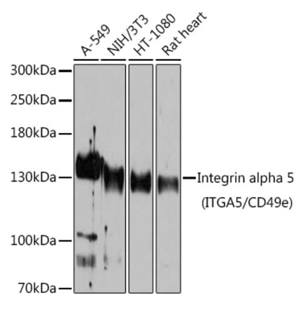 Western Blot - Anti-Integrin alpha 5 Antibody (A15106) - Antibodies.com