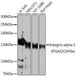Western Blot - Anti-Integrin alpha 5 Antibody (A15106) - Antibodies.com