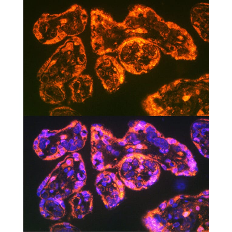 Immunofluorescence - Anti-Integrin alpha 5 Antibody (A15106) - Antibodies.com