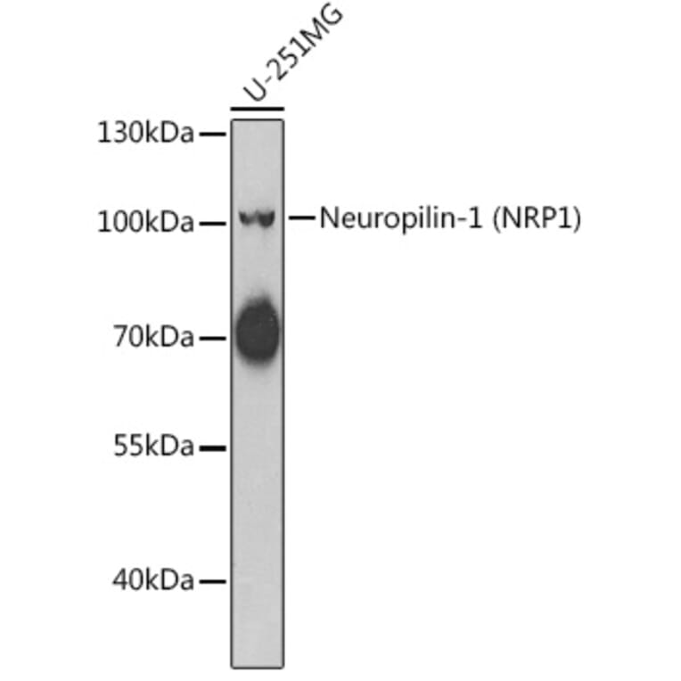 Western Blot - Anti-Neuropilin 1 Antibody (A15107) - Antibodies.com