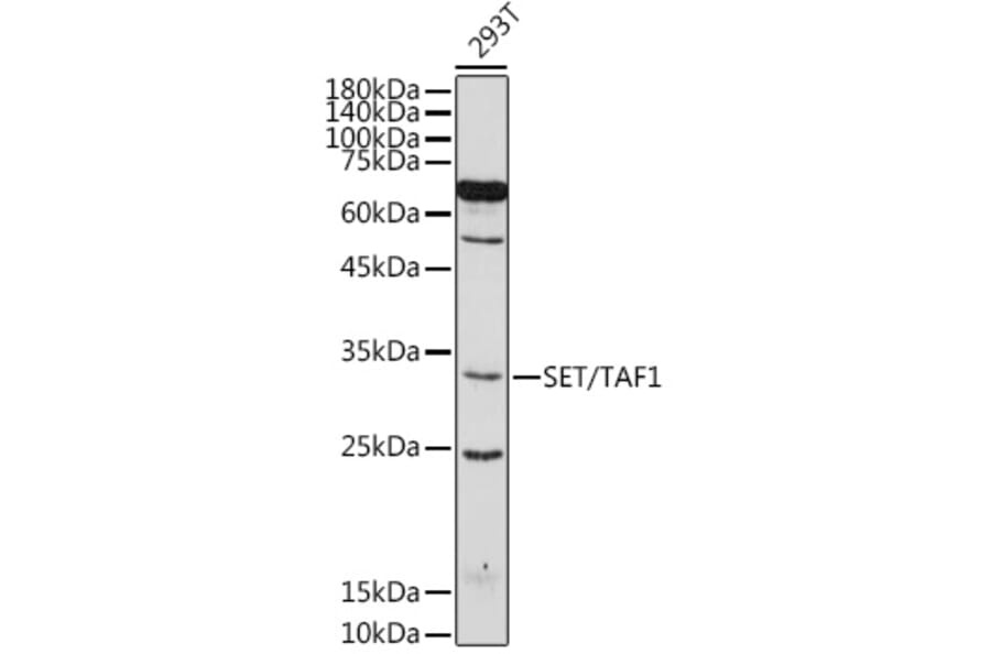 Western Blot - Anti-SET/TAF-I Antibody (A15109) - Antibodies.com