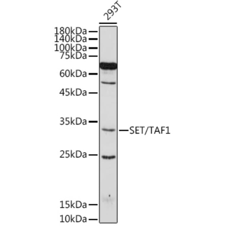 AntiSET / TAFI Antibody (A15109)