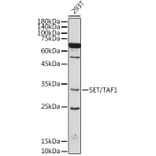 Western Blot - Anti-SET/TAF-I Antibody (A15109) - Antibodies.com