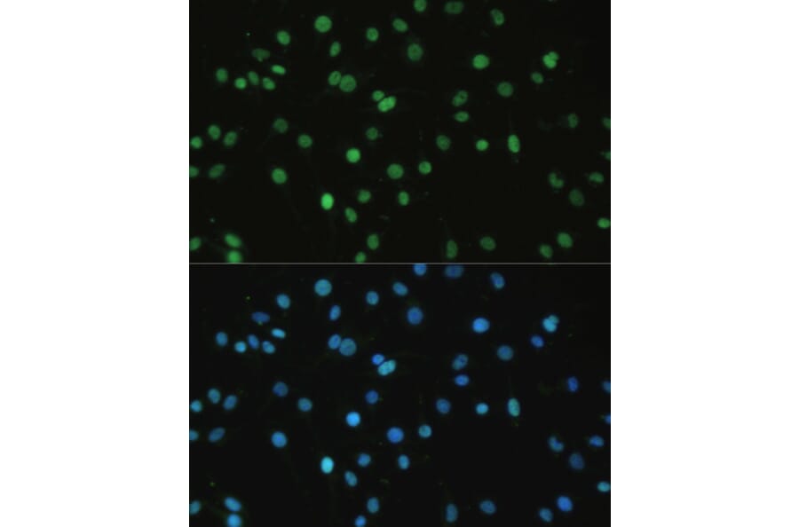 Immunofluorescence - Anti-SET/TAF-I Antibody (A15109) - Antibodies.com