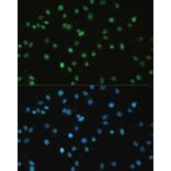 Immunofluorescence - Anti-SET/TAF-I Antibody (A15109) - Antibodies.com